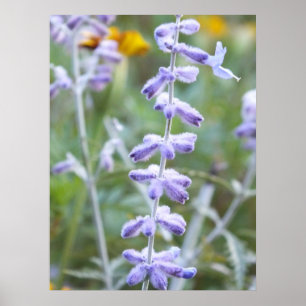 Sage russo roxo - Perovskia Poster