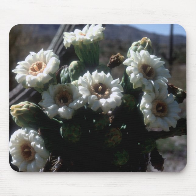 Saguaro Blossoms Mousepad (Frente)