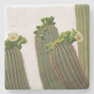 Saguaro Cactus na Arizona, porta copos de pedra qu