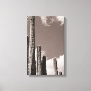 Saguaro Cactus Pipes Desertam Impressões de Fotogr
