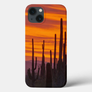 Saguaro, sunset, Saguaro National Park