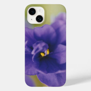 Saintpaulia Violeta Africana Azul