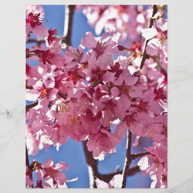 Sakura Cherry Blossoms Red Stars (Frente)