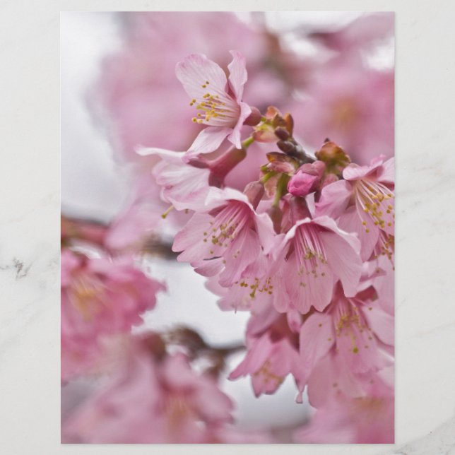 Sakura Cherry Blossoms Rosa Pálido (Frente)