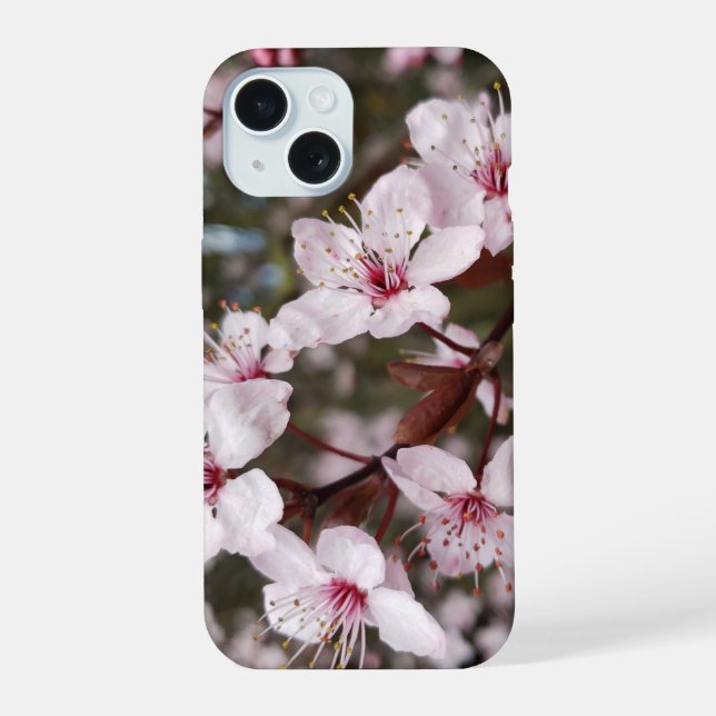 Sakura de Primavera (Verso)
