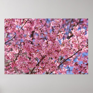 Sakura Pink Chersom Sky Poster