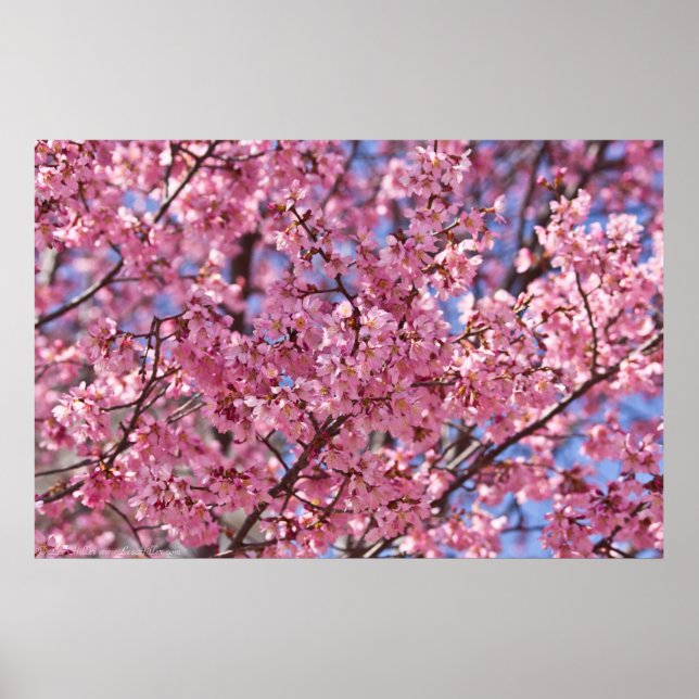 Sakura Pink Chersom Sky Poster (Frente)