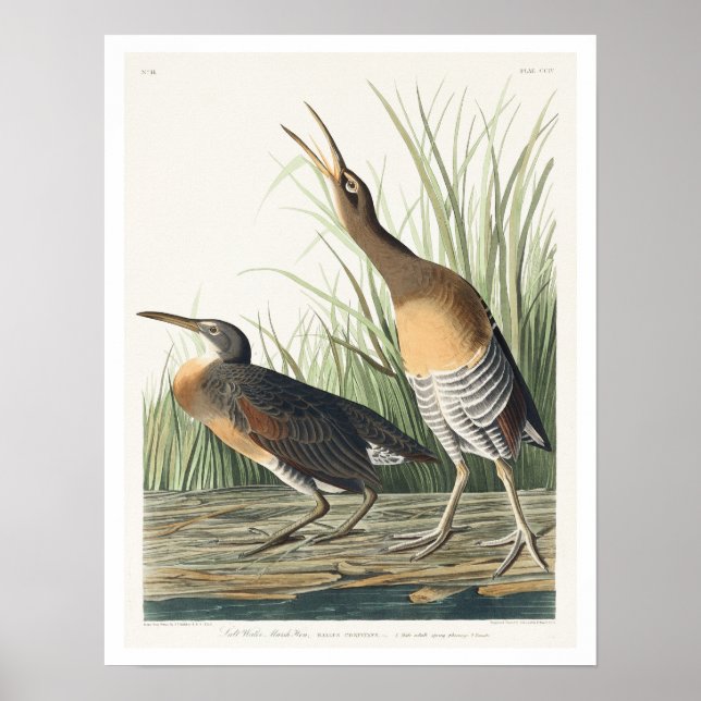 Sal Water Marsh Hen por Audubon Poster (Frente)