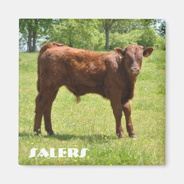 Sala de íman de vitelo (Frente)