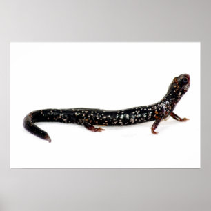 salamandra manchada do impressão de America do