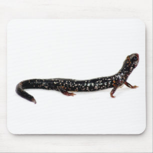 salamandra manchada do mousepad de America do