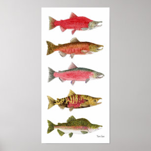 Salmões pacíficos em Spawning o poster da arte d