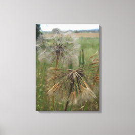 Salsify Seeds na Canvas de campo