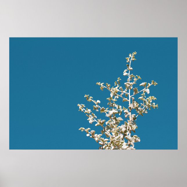 Saltbush Atriplex Leaf Nature Poster minimalista (Frente)
