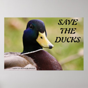 Salvar o poster dos patos