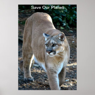 "Salvar poster da foto do puma do nosso planeta"