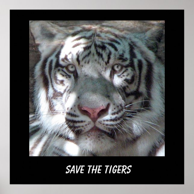 Salvar Poster Tiger (Frente)