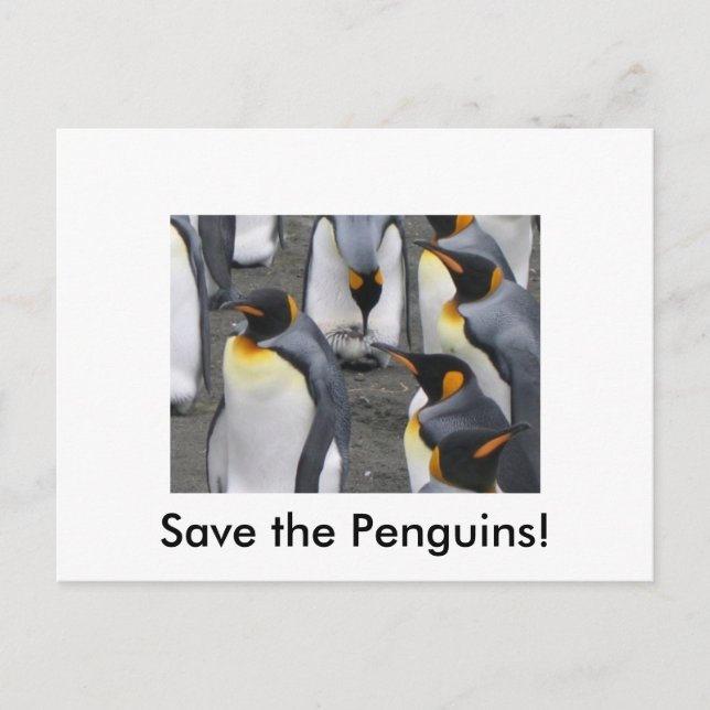 Salve os Pinguins! Cartão postal (Frente)
