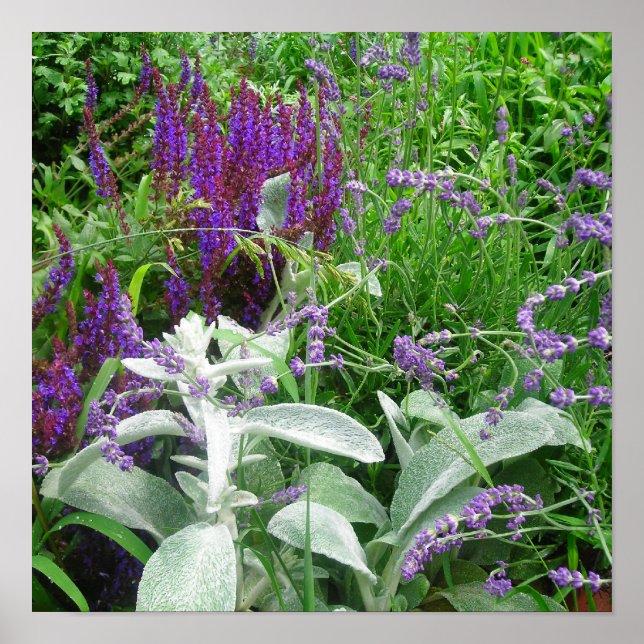 Salvia Lambs ear e Lavandar poster (Frente)