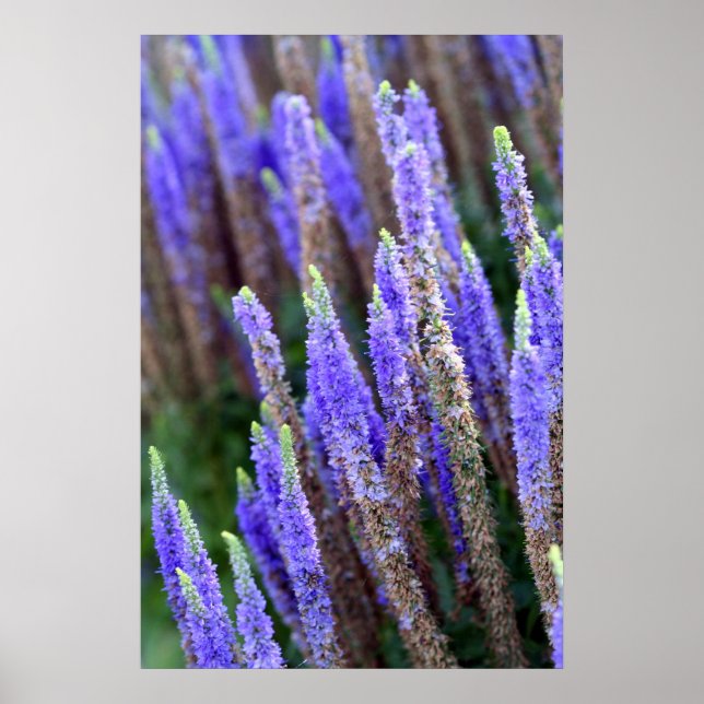 Salvia Poster (Frente)