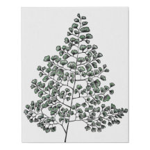 Samambaia de Maidenhair