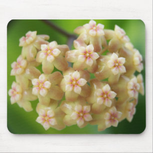 Samoensis Mousepad de Hoya
