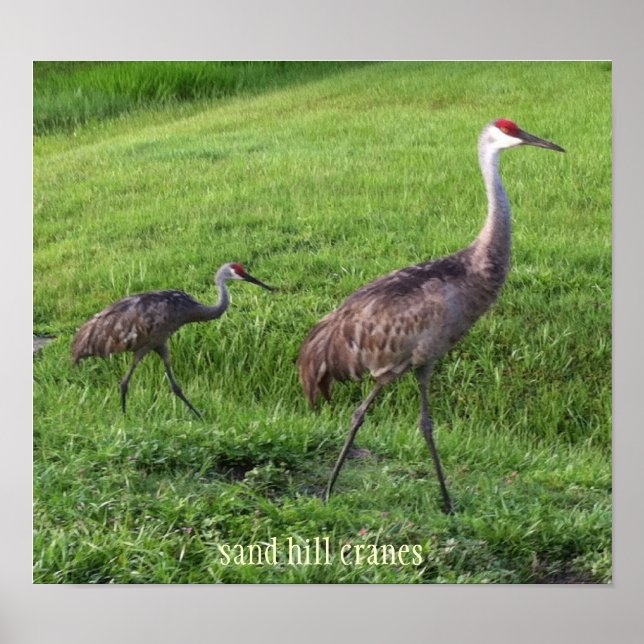 Sand Hill Cranes Poster (Frente)