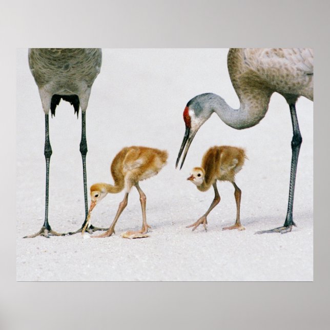Sandhill Crane Famiy impressão (Frente)
