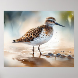 Sandpiper Bird Art Impressão