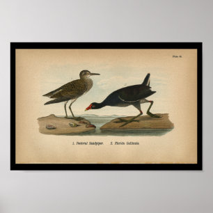Sandpiper Pecorial De Impressão De Aves 1890