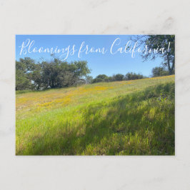 Sangue da Califórnia! Cartão Postal