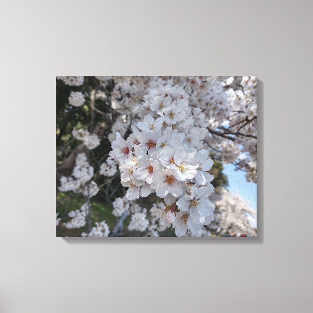 SANGUE DE CHERRY #2 NA CANVAS 20 "x 16" (Frente)