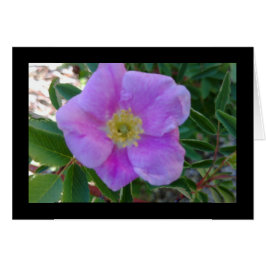 Sangue Rosa Suave - Canção das Canções - Cartão de