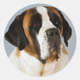 Santo Bernard Puppy Dog Sticker / Etiqueta