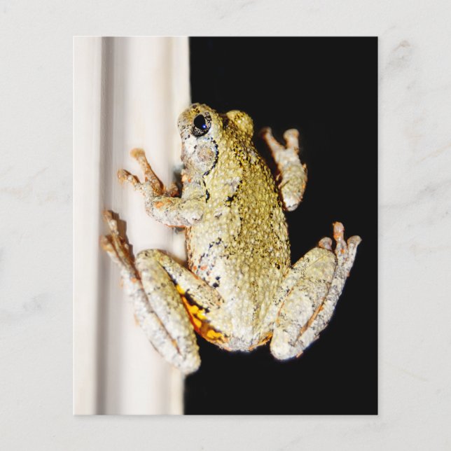 Sapo de Árvore Branco Amarelo (Frente)