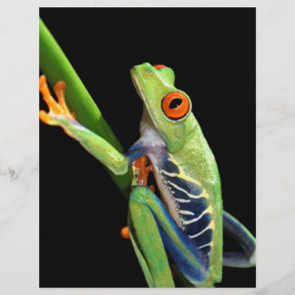 sapo de árvore de olhos vermelhos