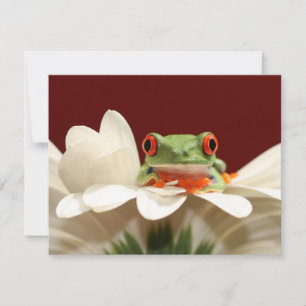 sapo de árvore de olhos vermelhos