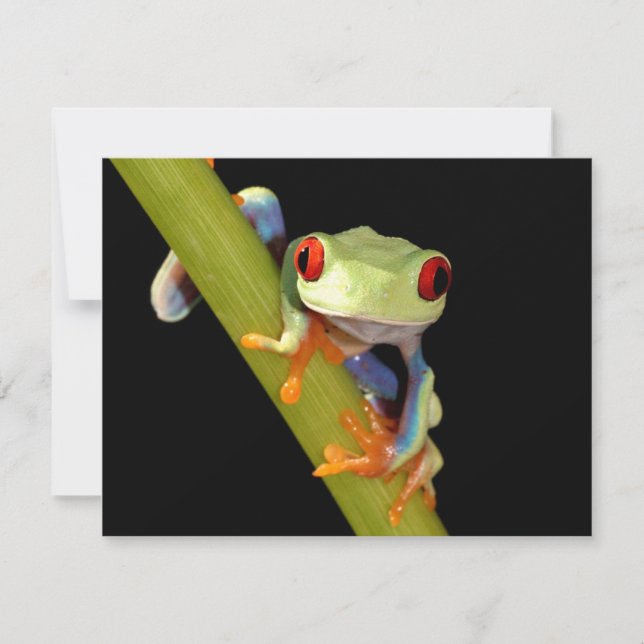 sapo de árvore de olhos vermelhos (Frente)