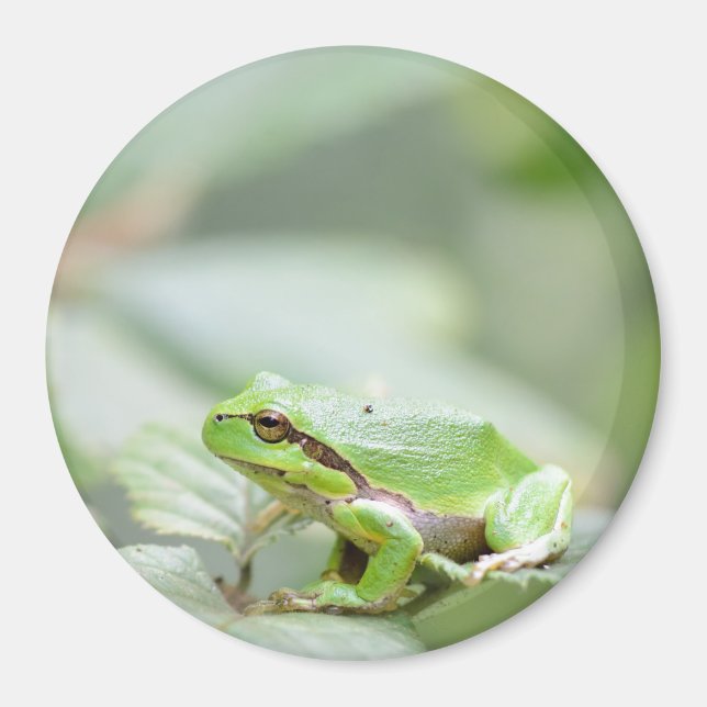 Sapo de árvore europeia em íman verde redondo (Frente)