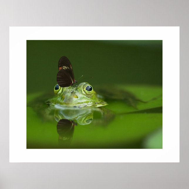 Sapo e Poster de borboletas (Frente)