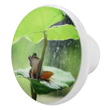 Sapo Fofo na Lírio Bela Natureza Verde