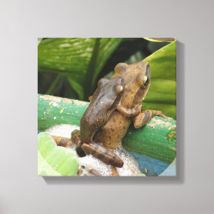 Sapo no impressão traseiro das canvas