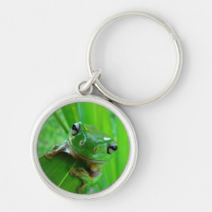 Sapo verde de árvore no Chaveiro folha