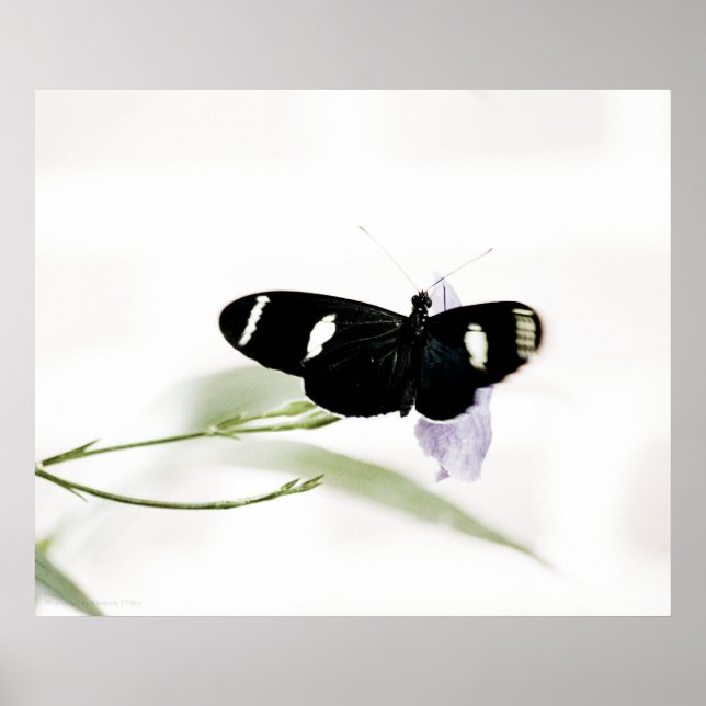 Sara Impressão (Frente)