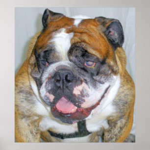 Sassydog o poster do buldogue