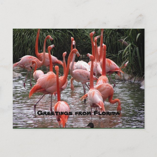 Saudações da Flórida, flamingos cartão postal (Frente)