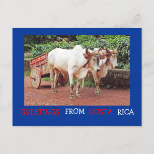 Saudações Do Cartão Postal Costa Rica (oxen &ox