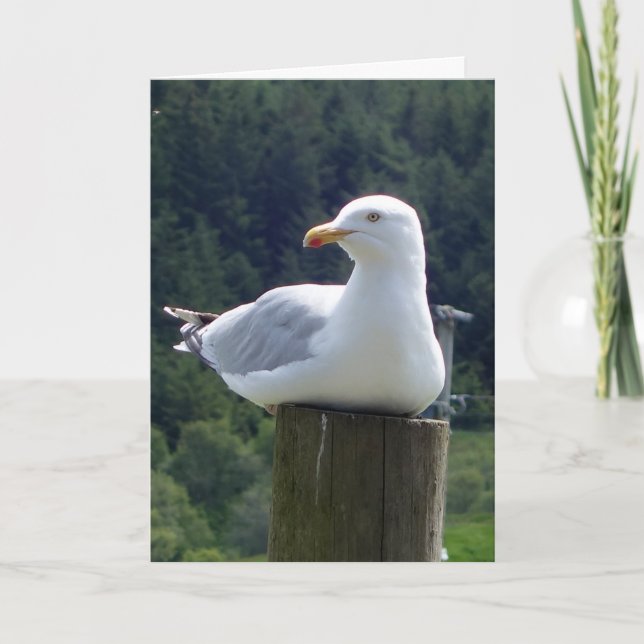 Saudações Seagull Adicionar Cartão de Texto (Frente)