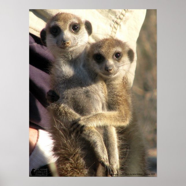 Savuka abraçando Oriole - Poster (Frente)