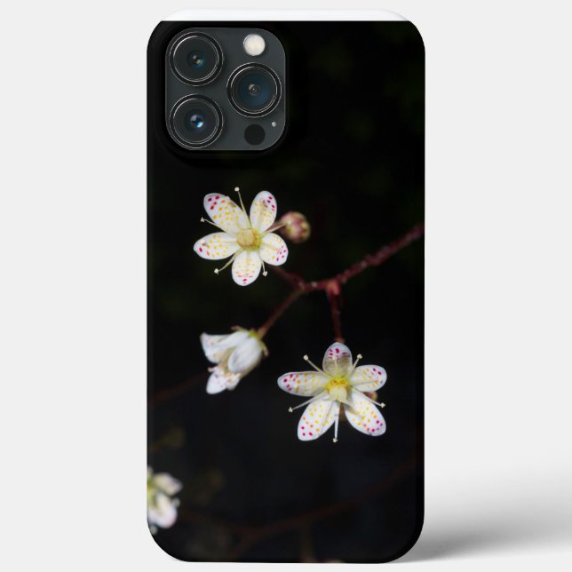 Saxifrage em frente a telefones (Verso)
